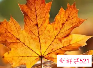 梦见秋天是什么意思