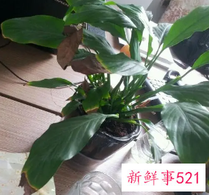 一帆风顺烂根怎么处理