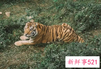 孕妇梦见老虎追着自己跑