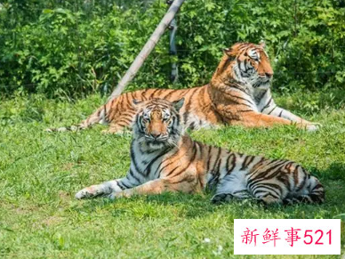 孕妇梦见老虎追着自己跑