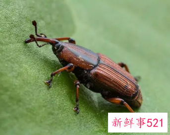 梦见满地的虫子是什么意思