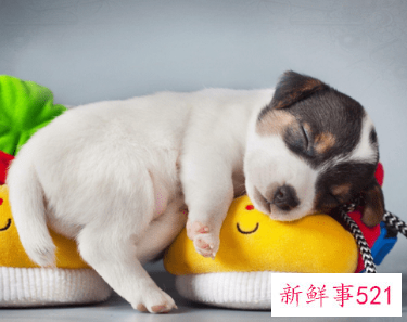狗趴着睡是什么意思