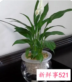 一帆风顺烂根怎么处理