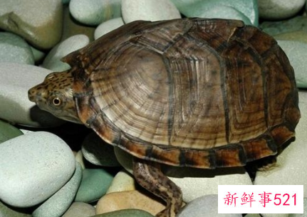 女人梦见吃煮熟的乌龟