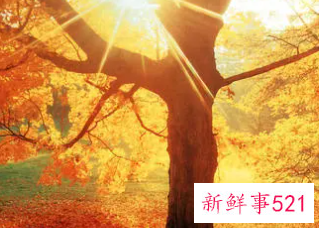 梦见秋天是什么意思