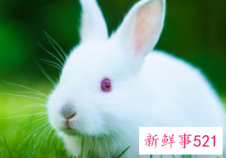 属兔带什么挂件能招财