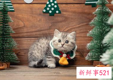 很小众却很惊艳的宠物名