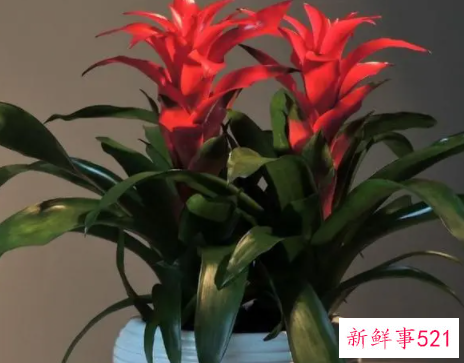 十二生肖最旺财的植物