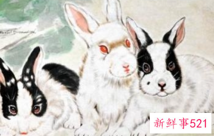 属兔的人命不好