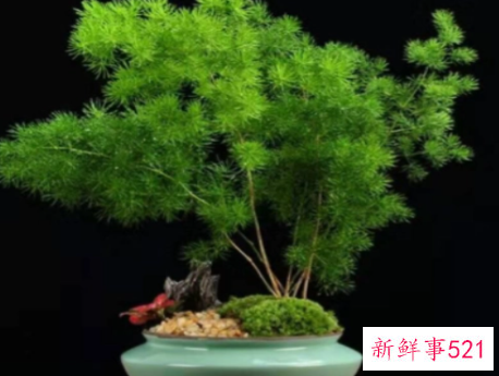 十二生肖最旺财的植物