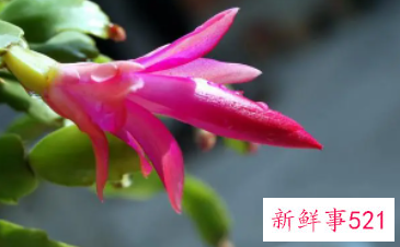 蟹爪兰根部腐烂怎么办