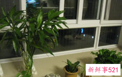 财神位放什么植物好