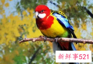 梦见家里飞来一只漂亮的鹦鹉