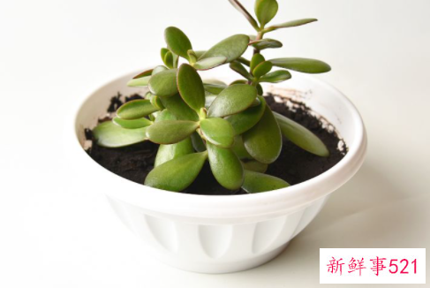 十二生肖最旺财的植物