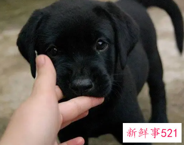 黑色狗狗好听顺口名字