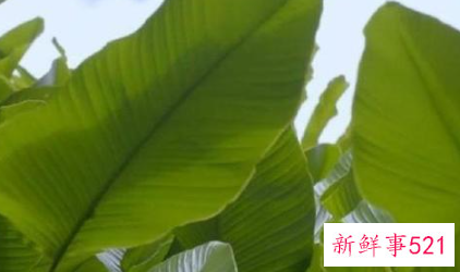 世界上最甜的水果是什么