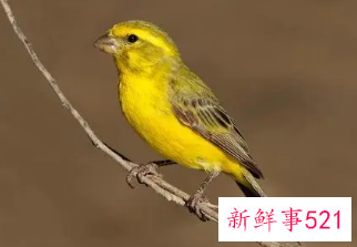 什么生肖不宜家里养鸟