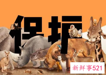 保护动物小建议10条