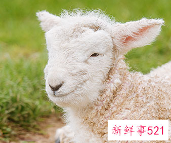 属羊女成为小三的心态