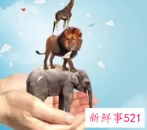 保护动物小建议10条