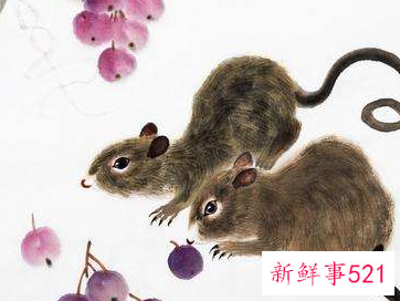 属鼠的贵人有哪些