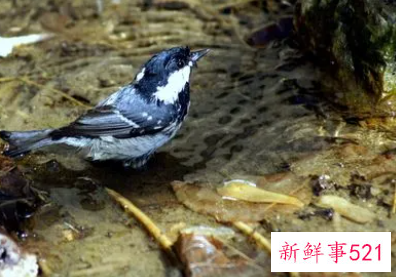 给鸟洗澡用什么