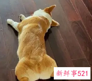 狗趴着睡是什么意思