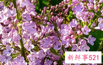 六味丁香片的作用