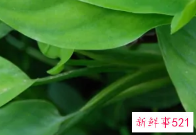 万年青下垂可以恢复吗