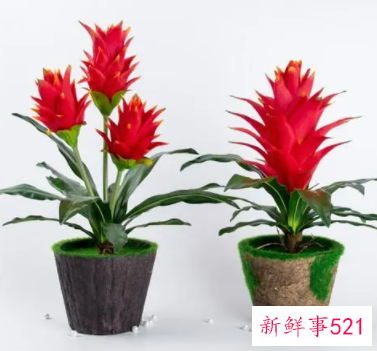 十二生肖最旺财的植物