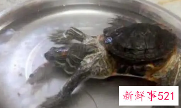 女人梦见吃煮熟的乌龟