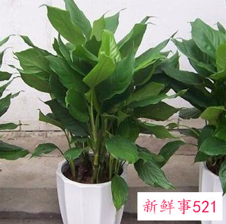 万年青下垂可以恢复吗