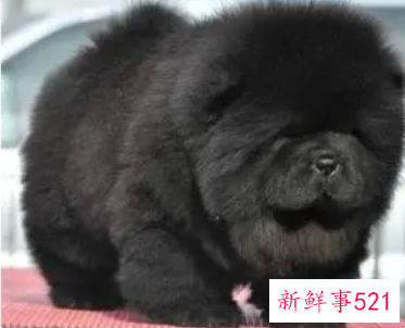 黑色狗狗好听顺口名字