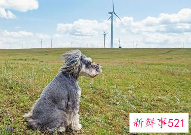 很小众却很惊艳的宠物名