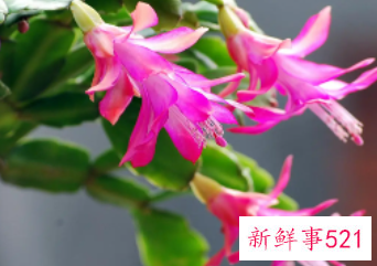 蟹爪兰根部腐烂怎么办