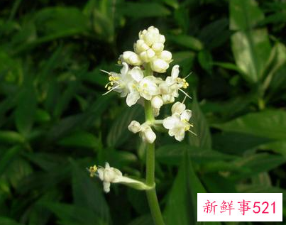 楚辞中最唯美的四字词语