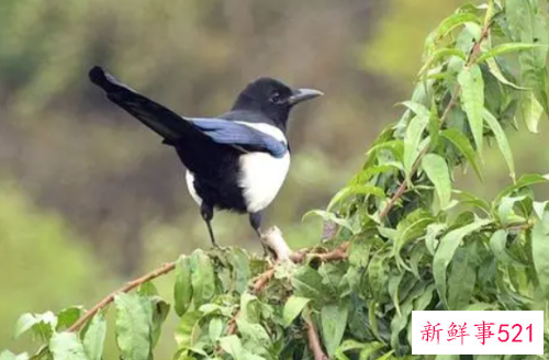 梦见一群喜鹊代表着什么