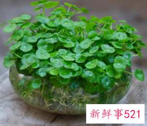 铜钱草适合放卧室吗