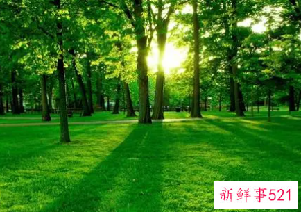 美丽的大自然作文