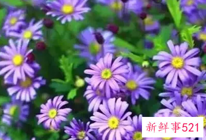 南方冬天开花的植物室内