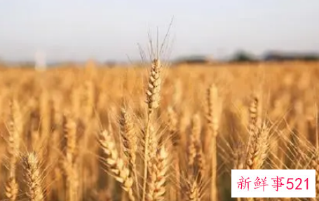 梦见割麦是什么意思