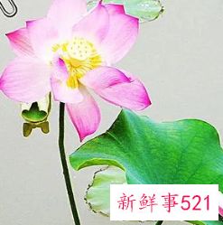 莲花引起人生感悟