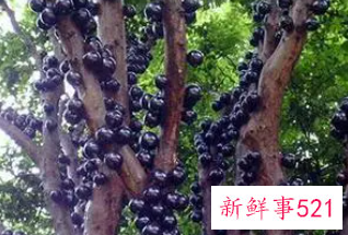 嘉宝果有什么好处