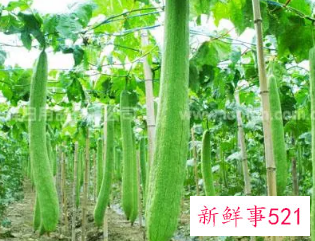 自己接的丝瓜水如何长期保存