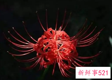 彼岸花的寓意是什么