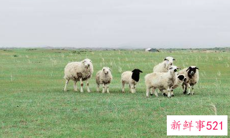 属羊人和什么属相最配