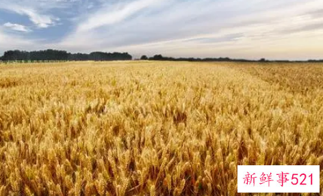 梦见割麦是什么意思