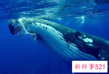 鲨鱼和鲸鱼是鱼吗