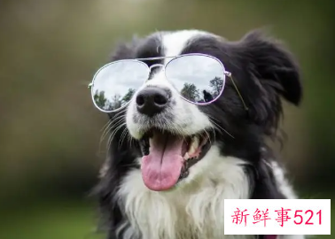 十大最聪明的狗