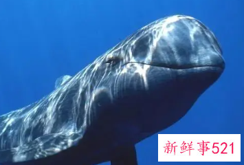 鲨鱼和鲸鱼是鱼吗